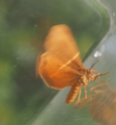 Orange Virbia Moth