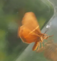 Orange Virbia Moth thumbnail 1