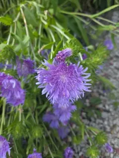 Stokes' aster thumbnail 4