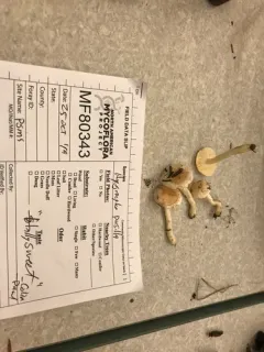 Hygrophorus pusillus thumbnail 4