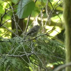 Hutton's Vireo thumbnail 2
