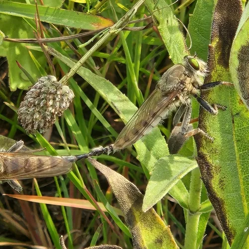 Promachus vertebratus