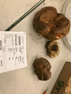 Paxillus obscurisporus thumbnail 4