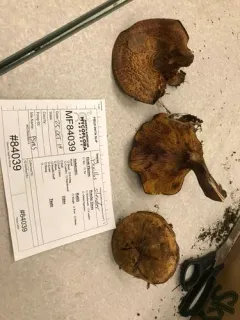 Paxillus ammoniavirescens thumbnail 2