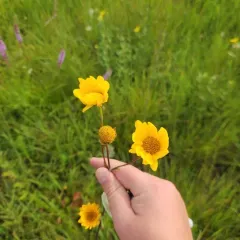fewleaf sunflower thumbnail 2