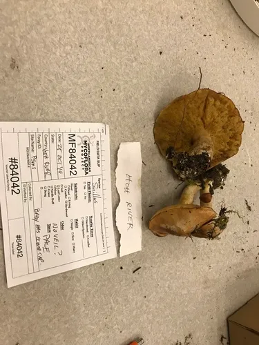 Suillus subalpinus