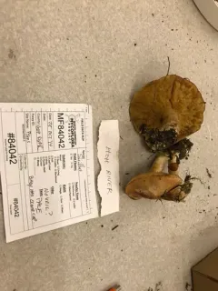 Suillus subalpinus thumbnail 1