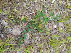 Korean bushclover thumbnail 3