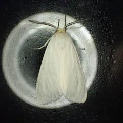 Oregon Cycnia Moth thumbnail 3