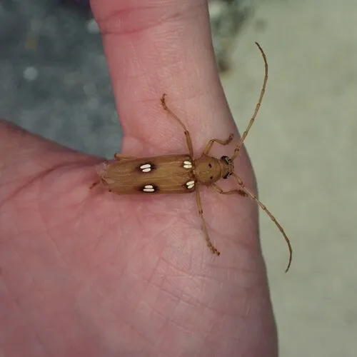 Ivory-marked Borer