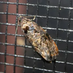 Verbena Bud Moth thumbnail 2