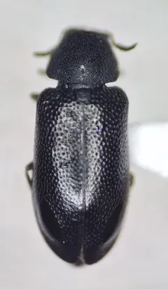 Semijulistus ater thumbnail 2