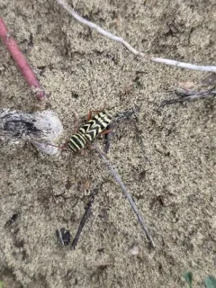 Megacyllene angulifera thumbnail 1