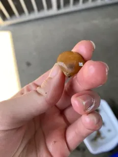 California Lampshell thumbnail 1