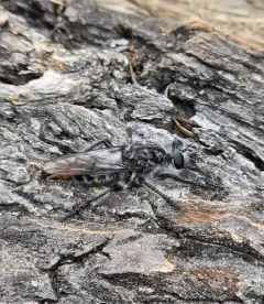 Northern Chiselmouth thumbnail 1