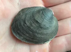 Long Solid Mussel thumbnail 2