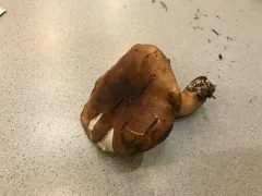 Tricholoma stans thumbnail 4