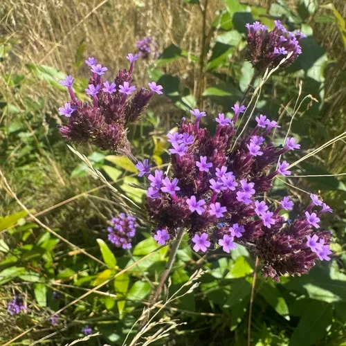 purpletop vervain