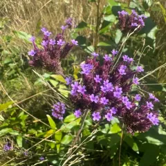purpletop vervain thumbnail 1