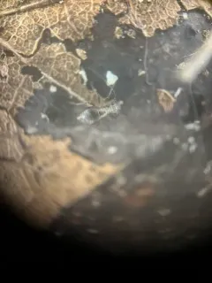 Bertkauia crosbyana thumbnail 3