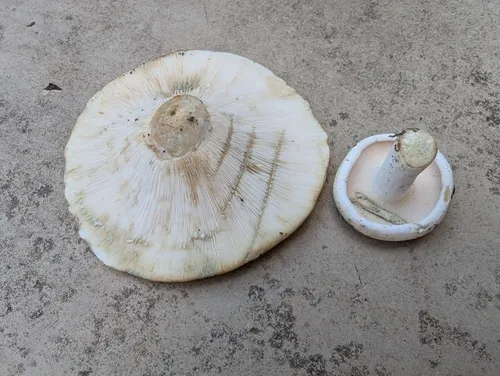 Lactifluus glaucescens