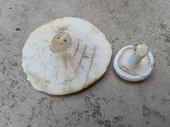 Lactifluus glaucescens thumbnail 1