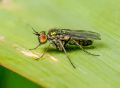Achradocera arcuata thumbnail 2