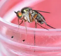 Dolichopus jugalis thumbnail 3