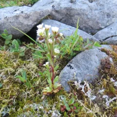 Ascending Saxifrage thumbnail 1