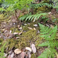 Trachybryum Moss thumbnail 2