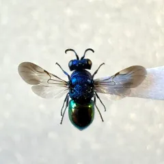 Pseudomalus auratus thumbnail 4