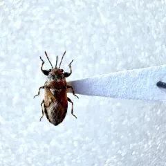 Phlegyas abbreviatus thumbnail 3