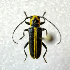 Woodbine Borer thumbnail 4