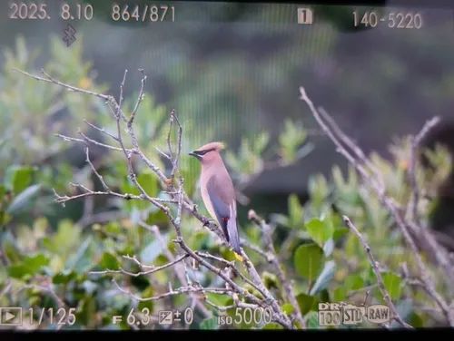 Cedar Waxwing