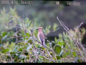 Cedar Waxwing thumbnail 1