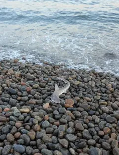 Dusky Smooth-hound thumbnail 2