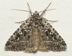 Mixta Xestia Moth thumbnail 4