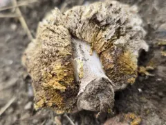 puffball parasol thumbnail 3
