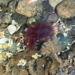 Split-branch Feather Duster Worm thumbnail 2