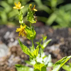lanceleaf arnica thumbnail 2