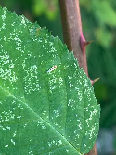 Edwardsiana commissuralis