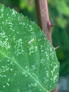 Edwardsiana commissuralis thumbnail 1