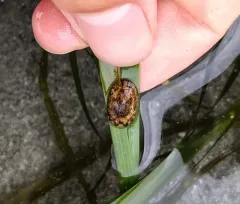 Pacific Eelgrass Limpet thumbnail 2
