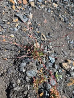 Engelmann's Knotweed thumbnail 2