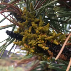 Limber Pine Dwarf-Mistletoe thumbnail 4
