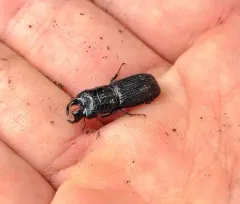 Ceruchus striatus thumbnail 4