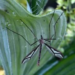 Pedicia parvicellula thumbnail 2