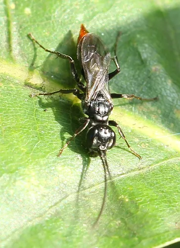 Dolichurus greenei