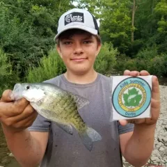 White Crappie thumbnail 4