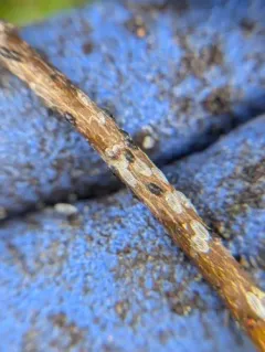 Cottony Maple Scale thumbnail 3